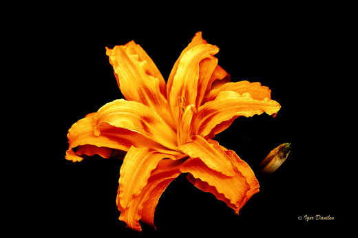 951716 (a): :2048x1360